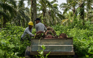 Por agro Colombia tiene ventajas competitivas en la UE: Solidaridad Network