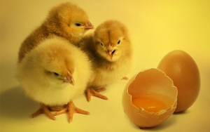 Agro colombiano urge de desarrollo porque se qued&oacute; en el azad&oacute;n