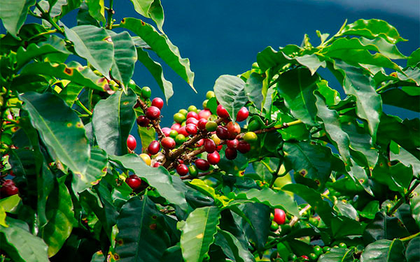 Bio-f&aacute;bricas de fertilizantes, soluci&oacute;n para caficultura y agricultura: Pacund&iacute;