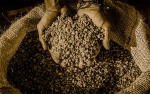 Resoluci&oacute;n de UGPP, una mano a caficultores colombianos