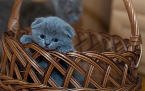 Seguros para mascotas, una tendencia que crece en Colombia