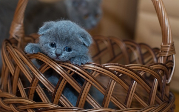 Seguros para mascotas, una tendencia que crece en Colombia