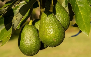 Aguacate hass recibi&oacute; la bendici&oacute;n para entrar a Argentina