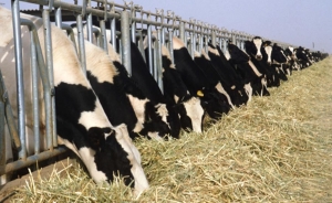 Seg&uacute;n la FAO inventarios amortiguar&aacute;n ca&iacute;da en producci&oacute;n de alimentos b&aacute;sicos