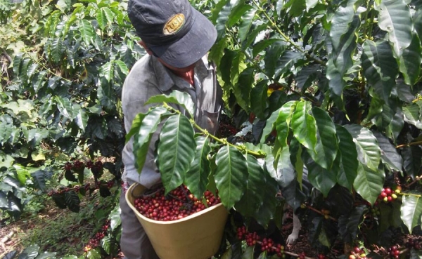 Urge recuperar la institucionalidad cafetera: G&oacute;mez Estrada