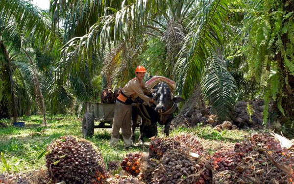 Cenipalma, presta a las metas y camino a los logros