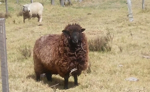 En Colombia aumenta el consumo de carne de oveja