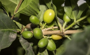 Gobierno  y Federaci&oacute;n revelan apoyos a cafeteros afectados por El Ni&ntilde;o
