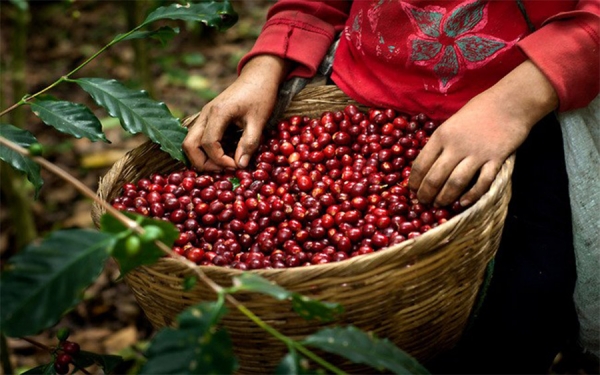 A la Bolsa de Nueva York le es indiferente el hambre de los caficultores
