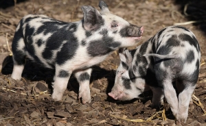 Con exportaciones habr&iacute;a que cuadruplicar producci&oacute;n de cerdo