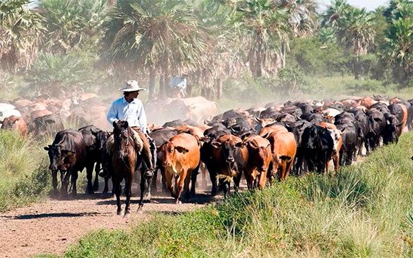 La ganader&iacute;a sostenible es el futuro