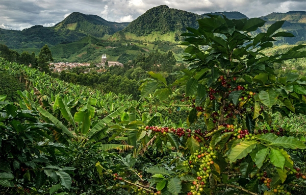 Risaralda, una caficultura ancestral que glorifica y enamora