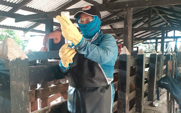 Ganaderos listos para iniciar el Ciclo I de vacunaci&oacute;n contra la fiebre aftosa