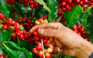 Producci&oacute;n de caf&eacute; de Colombia crece 12% en junio