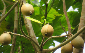 Colombia pionera en colorante azul para alimentos procesados