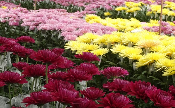 Proflora 2015: &ldquo;Y las flores pudieron hablar&rdquo;