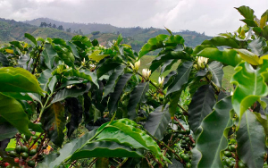 Mujeres cafeteras del Huila celebran caf&eacute; a $2&acute;530.000 por carga
