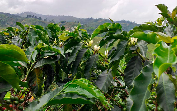 Mujeres cafeteras del Huila celebran caf&eacute; a $2&acute;530.000 por carga