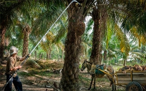 P&eacute;rdidas por PC en una d&eacute;cada sumaron US$3.000 millones: Cenipalma