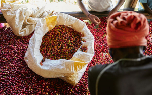 Certificado OEA, un pasaporte de beneficios para caf&eacute; y flores