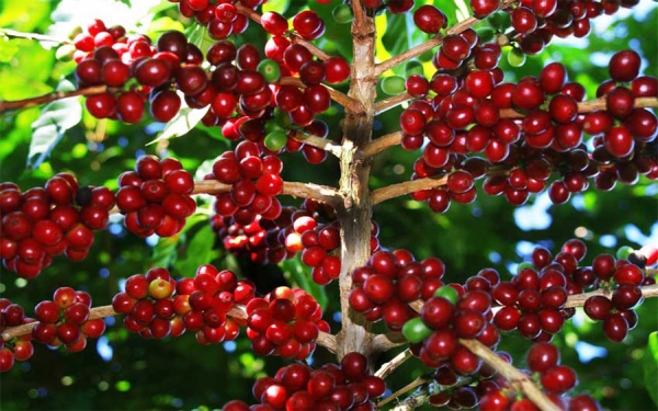 Caficultores: Entusiasmo por la cosecha, pero tristeza por los precios