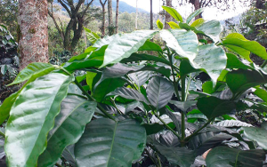 Caf&eacute; de San Francisco: Actividad y calidad que dejaron huella