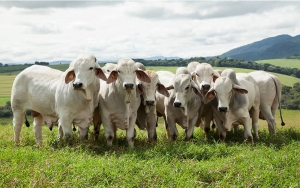 Por reforma tributaria habr&aacute; reducci&oacute;n en el consumo de carne