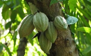 Fedecacao pide no usar precios del cacao en campa&ntilde;a pol&iacute;tica