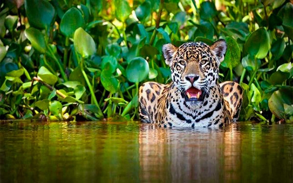 Temidos y adorados: estos son los tigres de Am&eacute;rica Latina