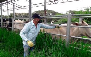 Ciclo II contra fiebre aftosa: 10,5 millones de bovinos han sido vacunados