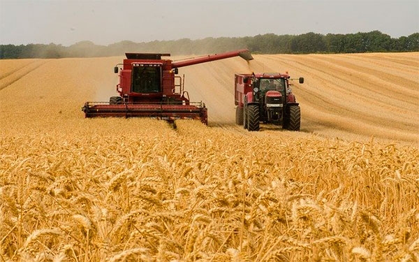 Trigo, el 'oro' ruso recupera terreno y supera en precio al petr&oacute;leo