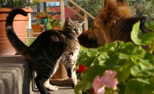 Con las mascotas la econom&iacute;a no se ve a gatas