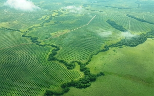 Palmeros no promueven deforestaci&oacute;n en Colombia