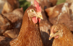 Industria av&iacute;cola apuesta por sostenibilidad y bioseguridad