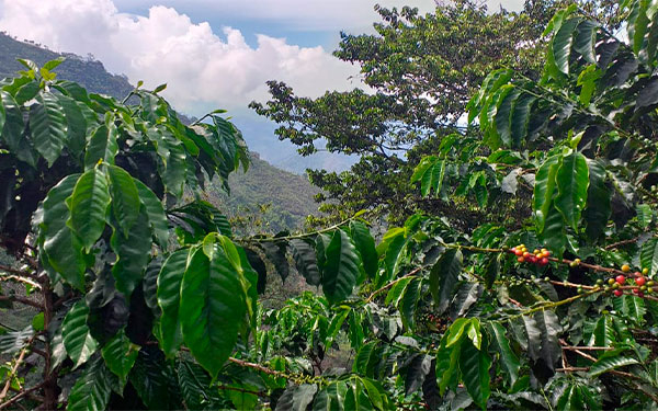 Luego de gestiones de FNC, gobierno le da su bendici&oacute;n al Conpes cafetero