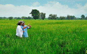 El campo urge tener lo que nunca ha tenido, rentabilidad: Fedearroz