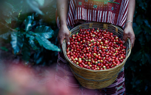 Mientras industria goza con especulaci&oacute;n, caficultura agoniza sin compasi&oacute;n