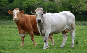 Urgente: Gobierno confirma nuevo brote de aftosa en Yacop&iacute;