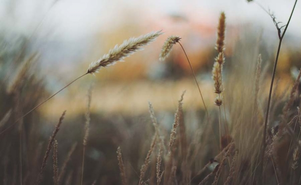 Productividad agr&iacute;cola de Colombia tiene atraso de diez a&ntilde;os, seg&uacute;n experto