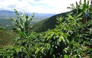 Caf&eacute; del Huila: Suave, arom&aacute;tico, enigm&aacute;tico y muy especial