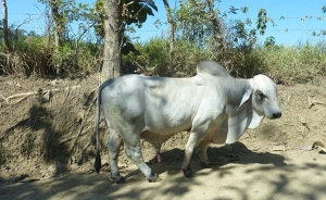 Colombia obtiene certificado para exportar carne bovina a Jordania