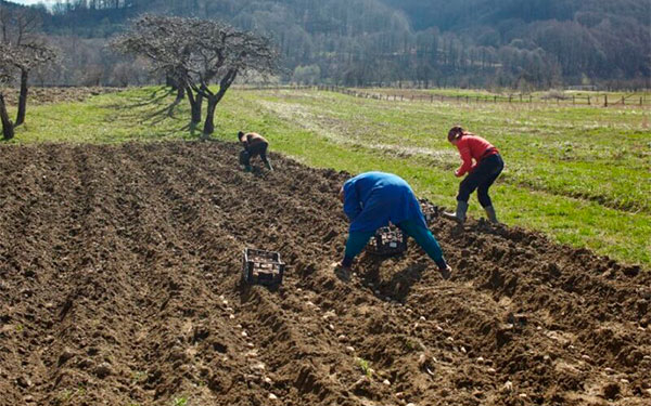 Semillas autorizadas garantizan campo pr&oacute;spero: ICA y Acosemillas