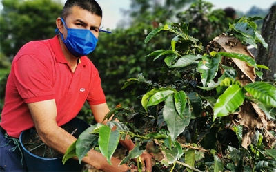 En agosto producci&oacute;n de caf&eacute; colombiano cae 3%