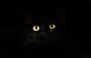 Gato encerrado en el PND