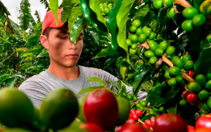Caficultores se ganaron la loter&iacute;a con pa&iacute;ses bajos y los mercados de carbono