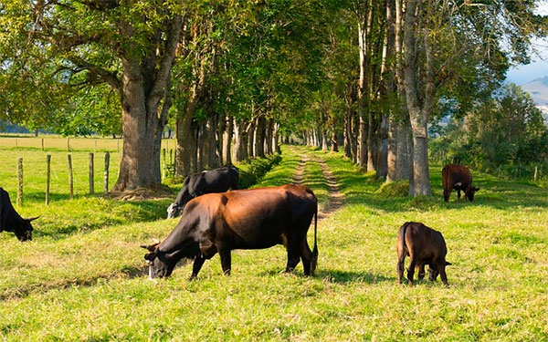 Analac denuncia atropellos de la industria excus&aacute;ndose en la pandemia