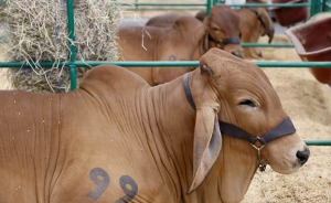 Arranca exposici&oacute;n Nacional ganadera en Corferias