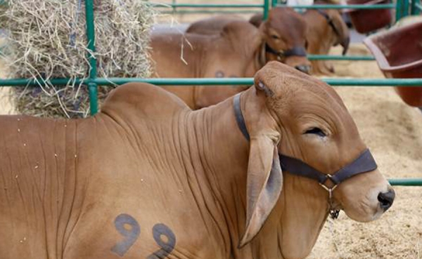 Arranca exposici&oacute;n Nacional ganadera en Corferias