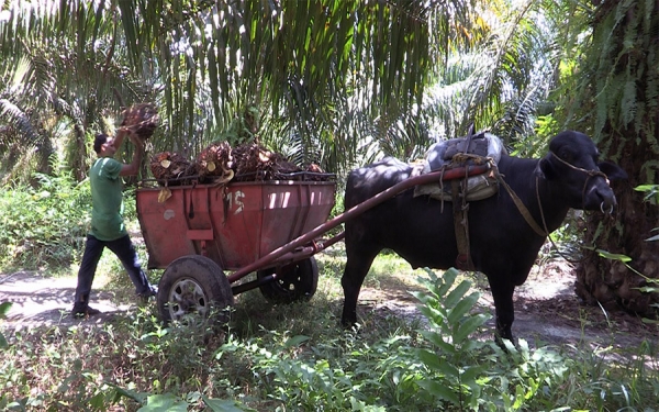Exportaciones de aceite de palma crecer&aacute;n al 50 por ciento