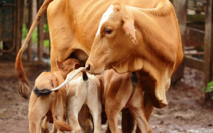 Gen&eacute;tica y ganado criollo: El orden de los factores s&iacute; altera el producto